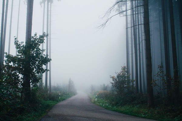 monika-geble-forest-road-resized