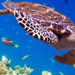 Turtle - Eretmochelys imbricata floats under water. Maldives Indian Ocean. (Newscom TagID: ipurestockxthree363701.jpg) [Photo via Newscom]